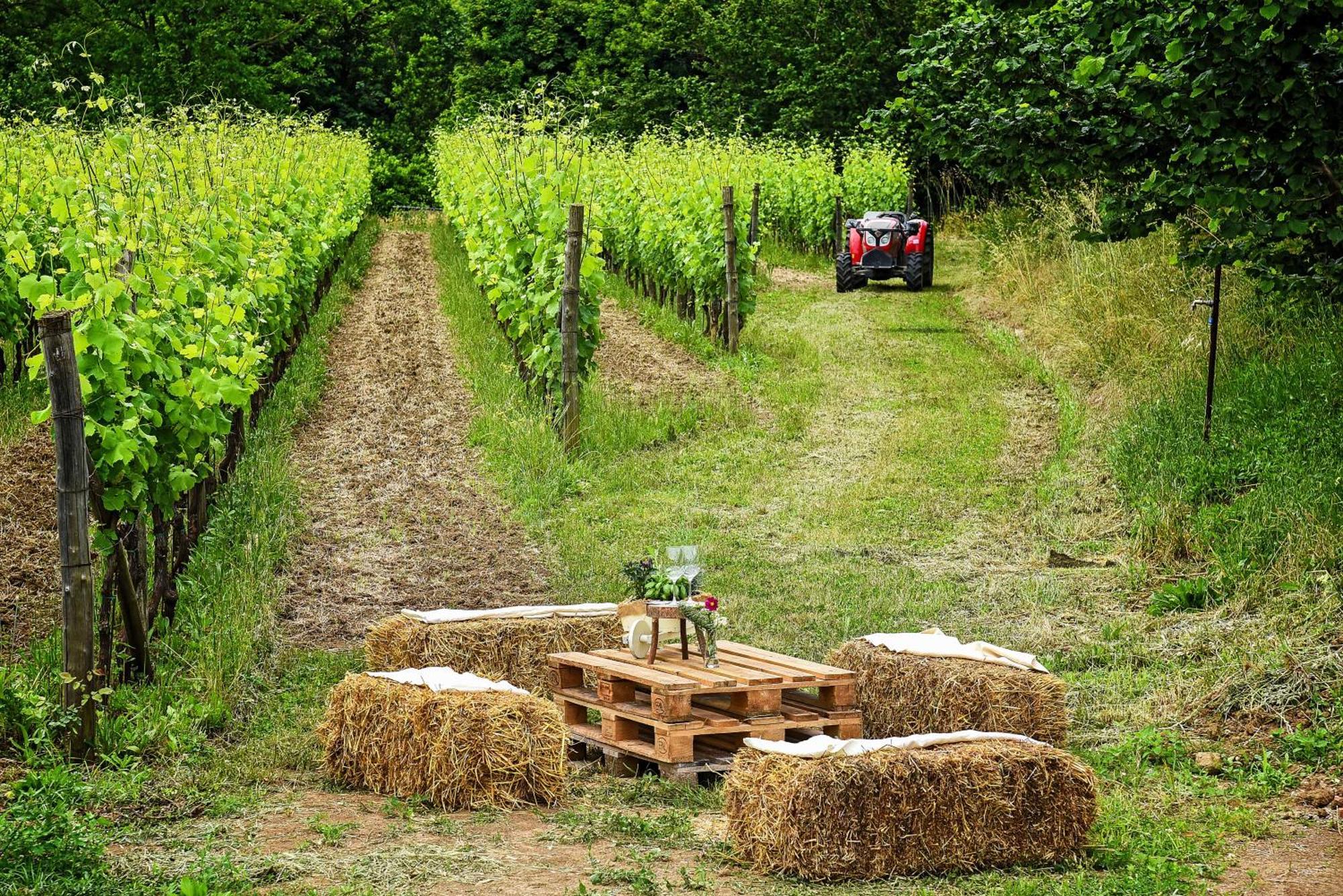Agriturismo Guerritore 巴罗尼西 外观 照片