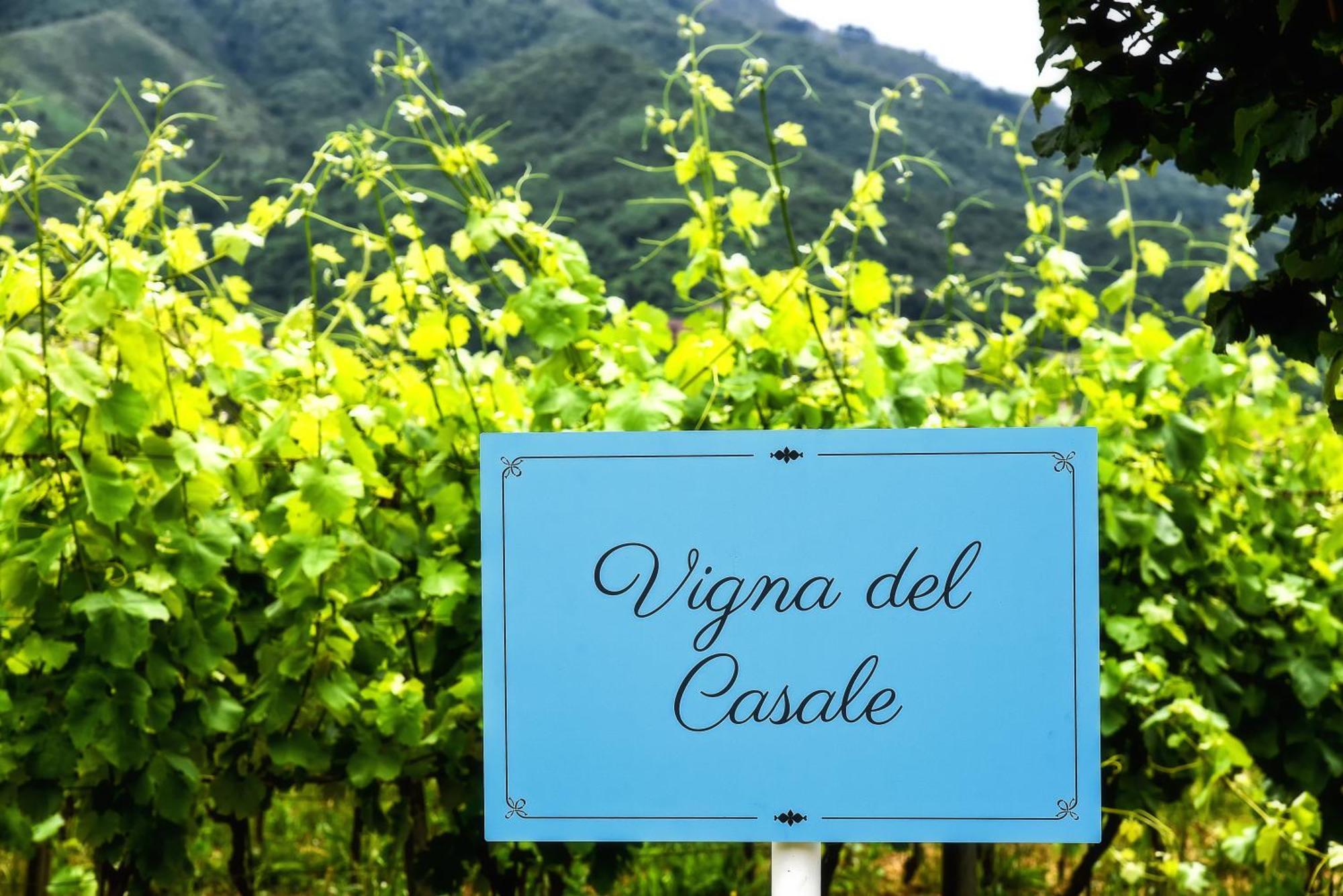 Agriturismo Guerritore 巴罗尼西 外观 照片